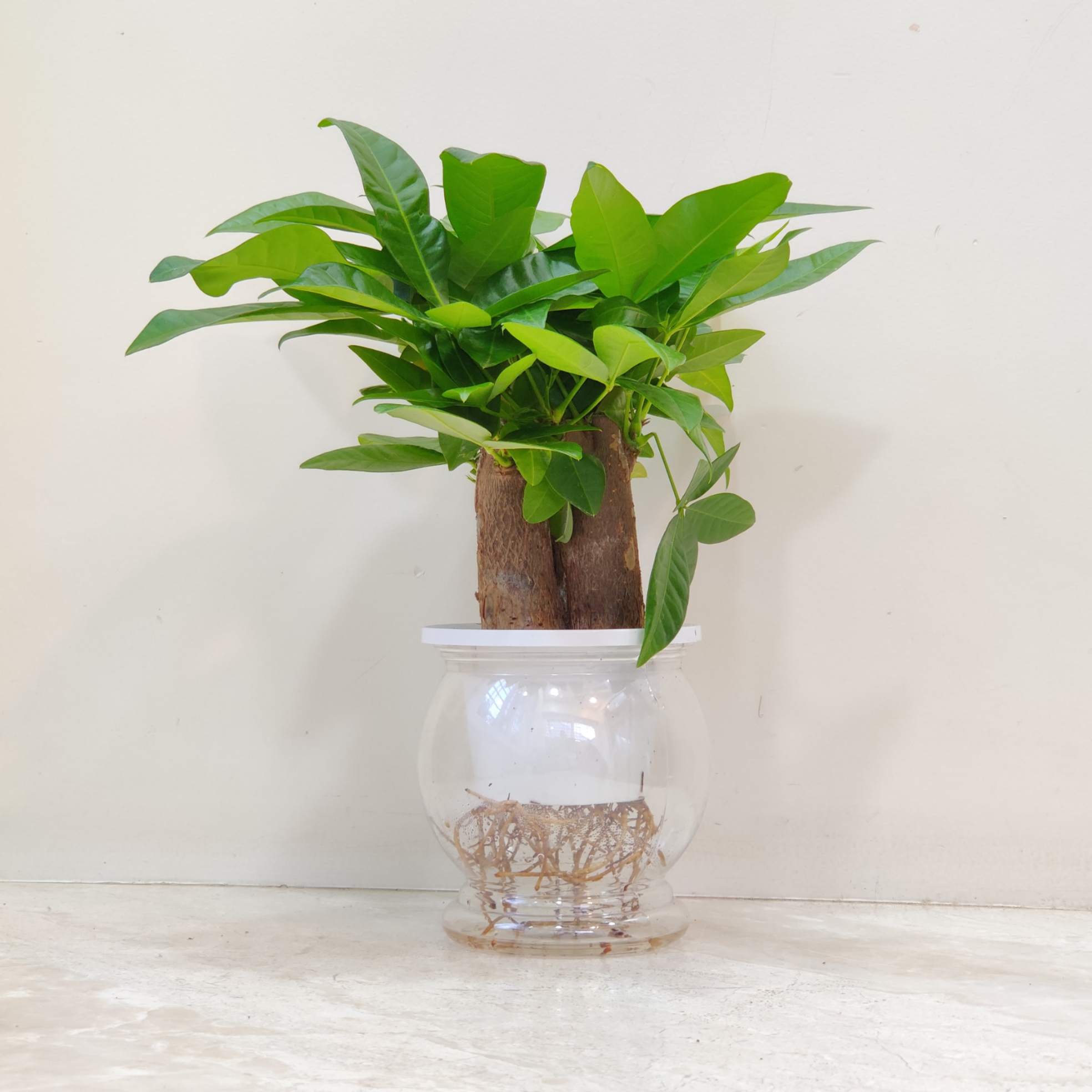 Pachira Money Plant Tree Watering - Image 3
