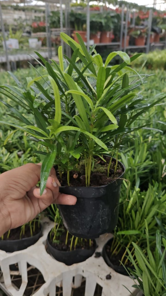 Podocarpus Macrophyllus - Image 3