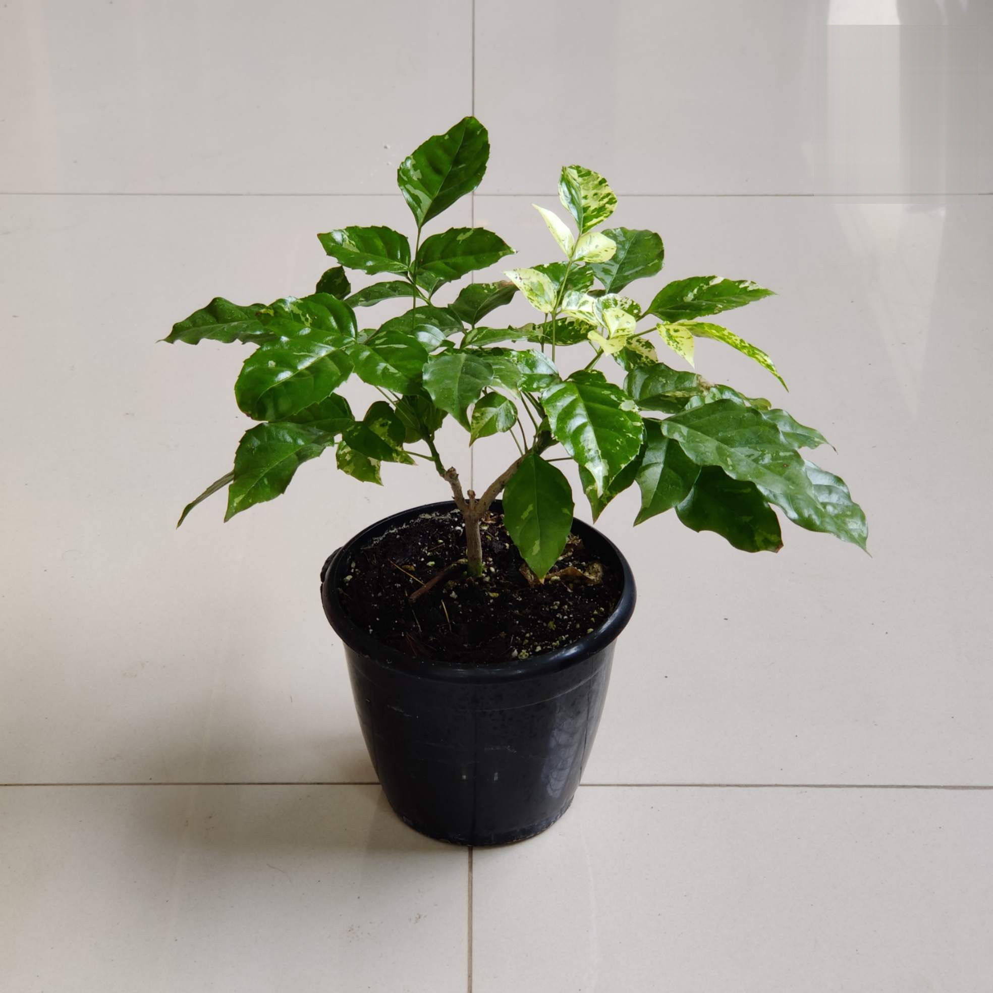 Radermachera Variegated Chinadoll - Image 2