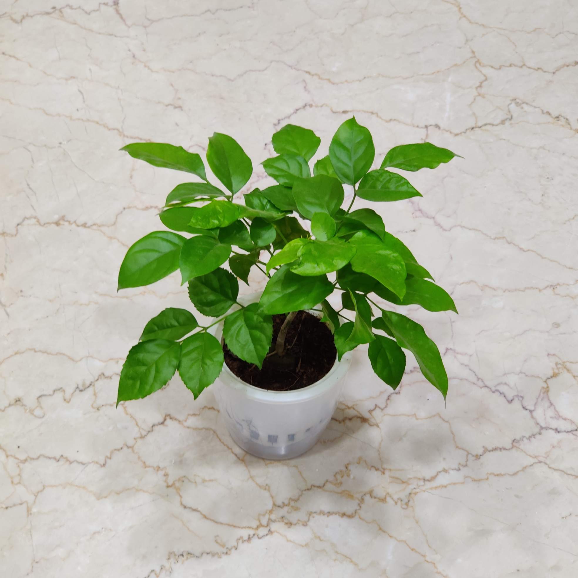 Radermachera Watering Plant - Image 2
