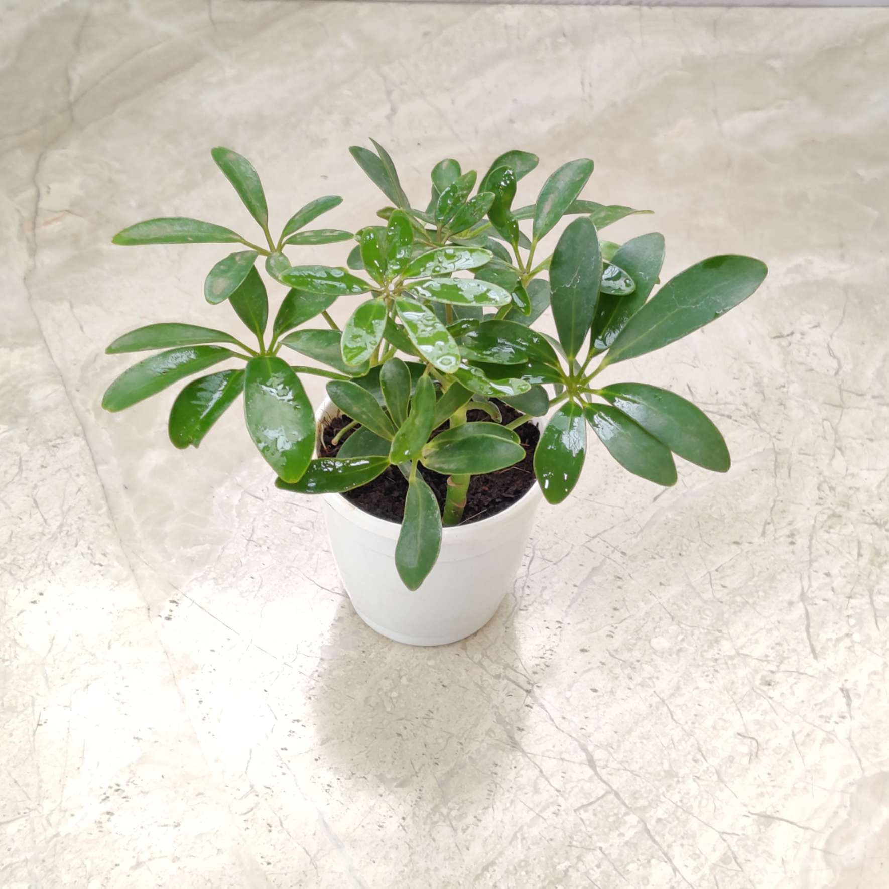 Schefflera Green - Image 2