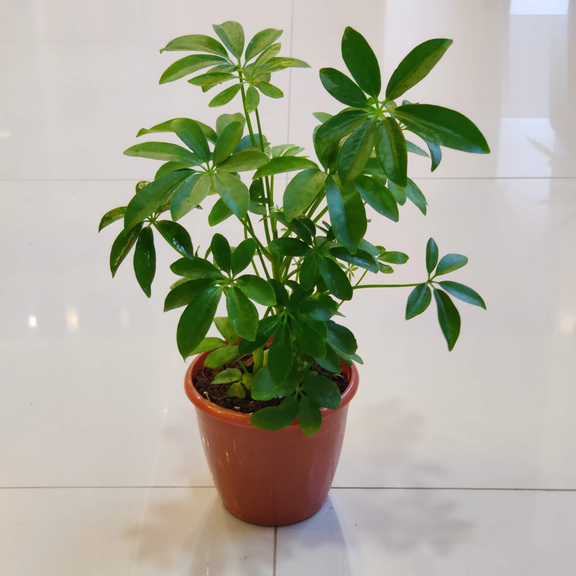 Schefflera Green - Image 3