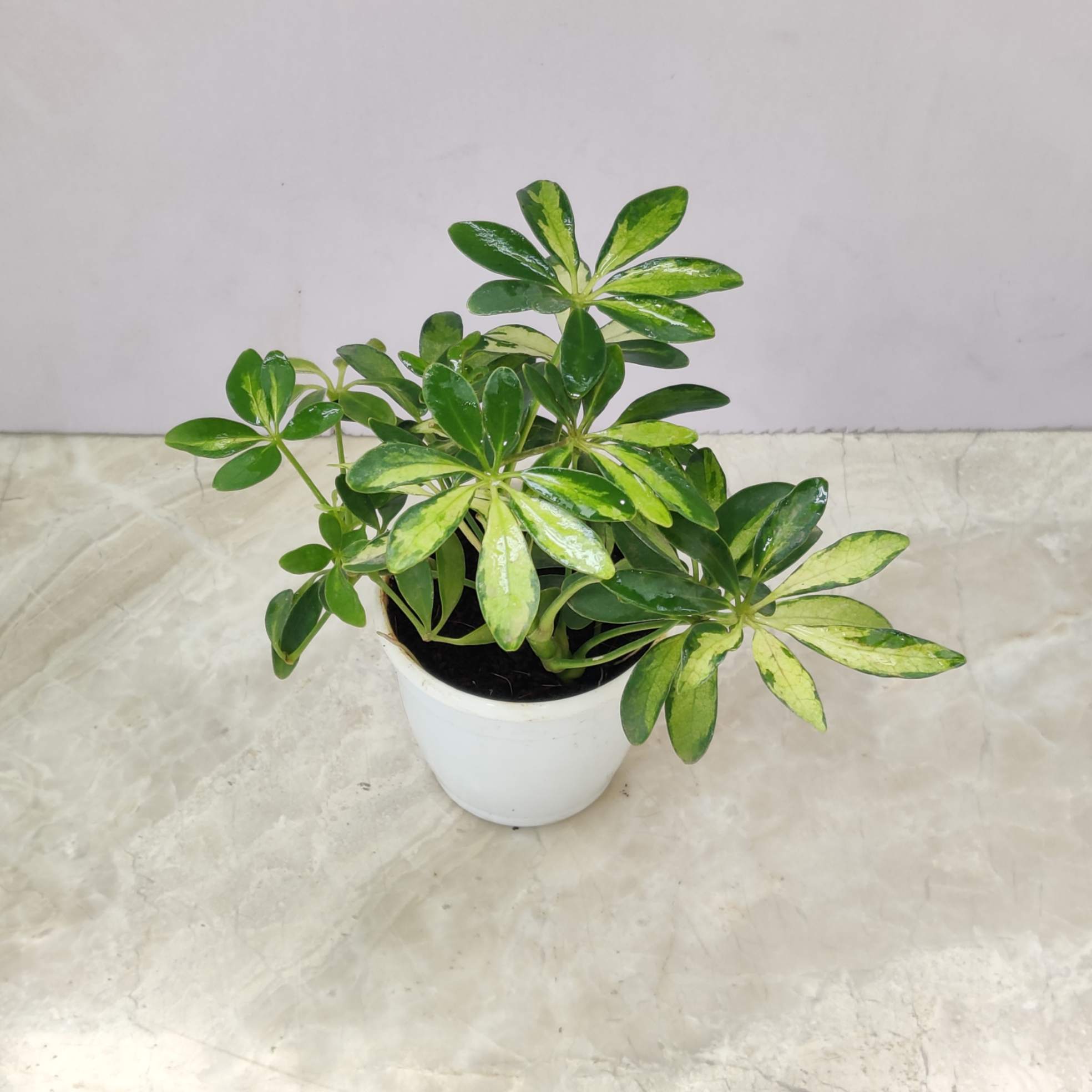 Schefflera Variegated - Image 2