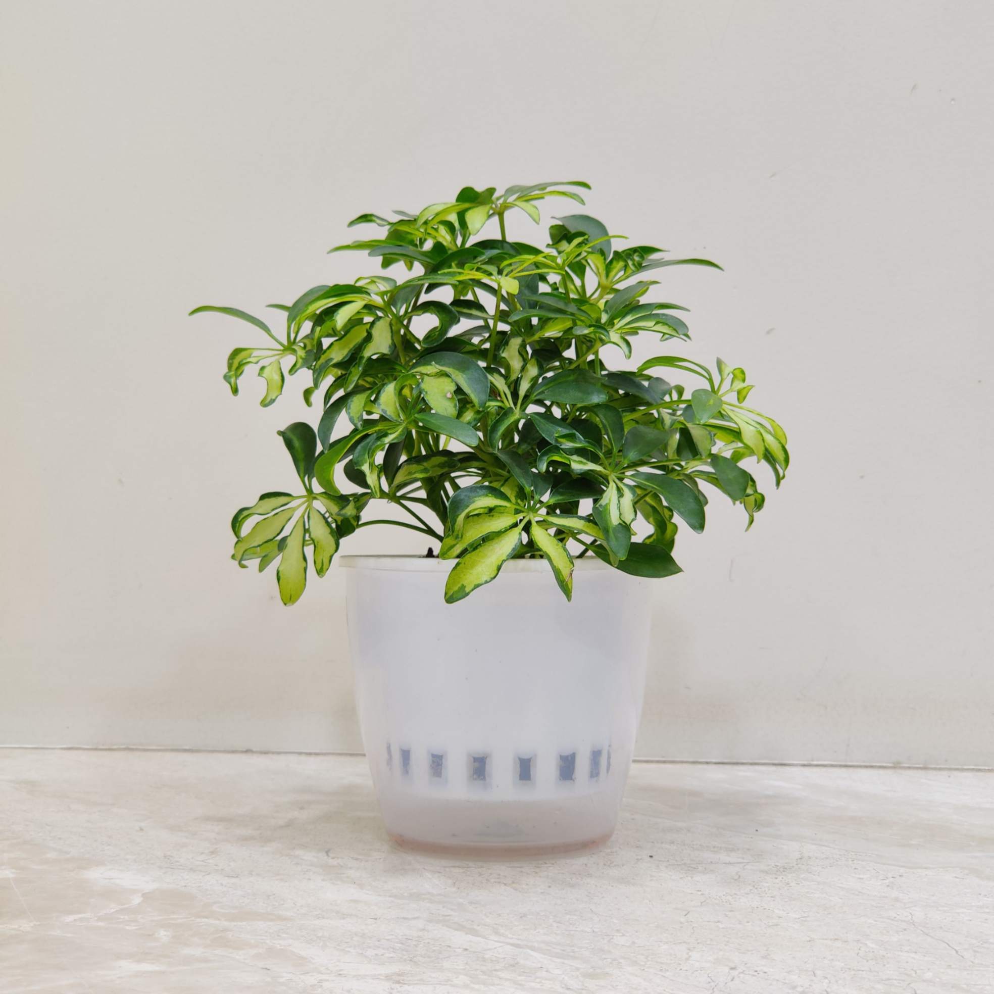 Schefflera Watering Plant - Image 2