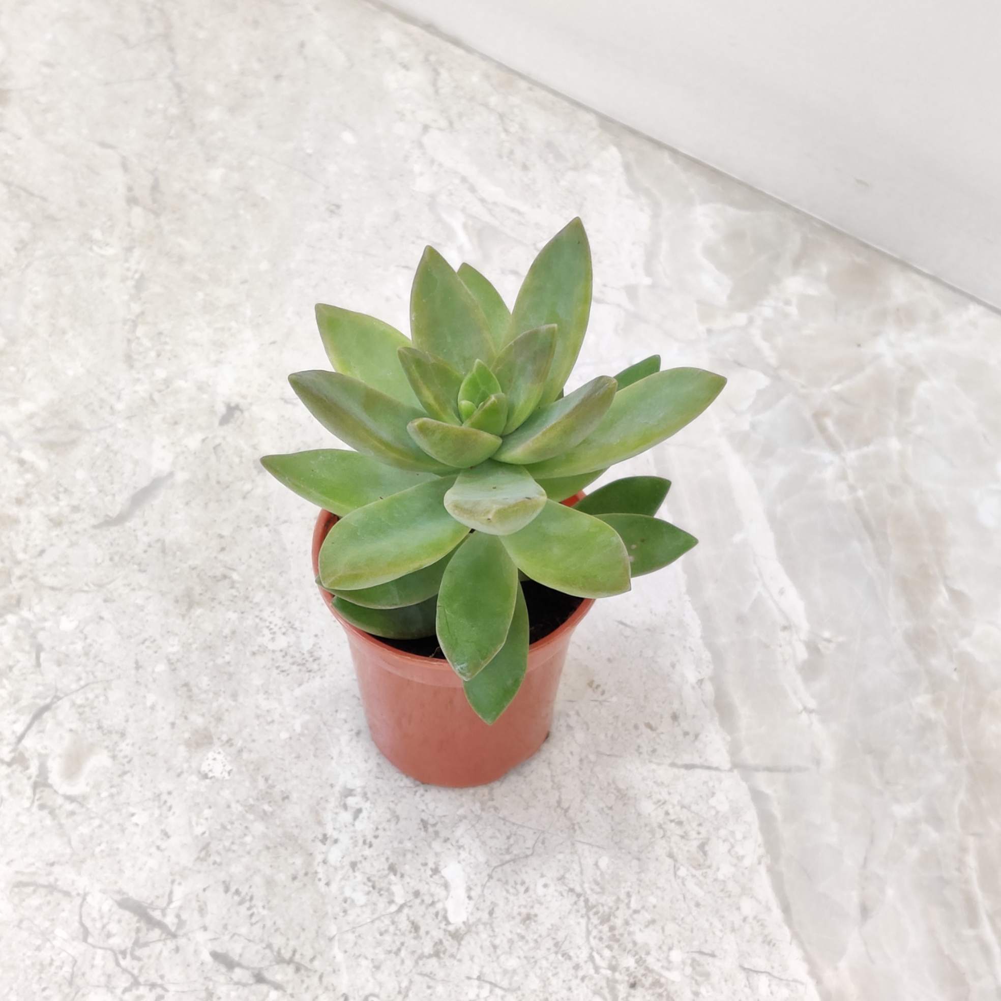 Sedum Nussbaumerianum - Image 2