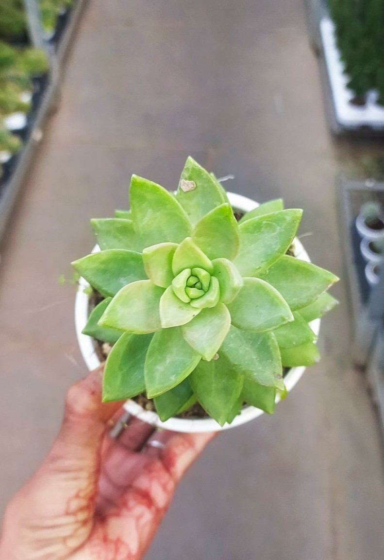Sedum Nussbaumerianum - Image 3