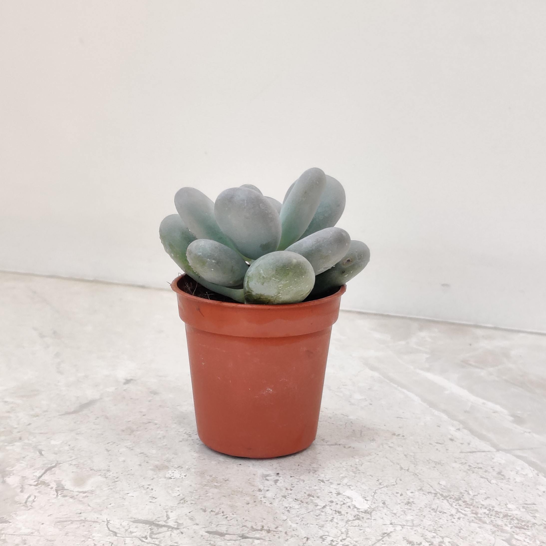 Sedum Treleasei - Image 2