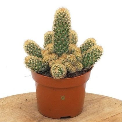 Mammillaria Elongata Cactus Hanging 17 cm pot
