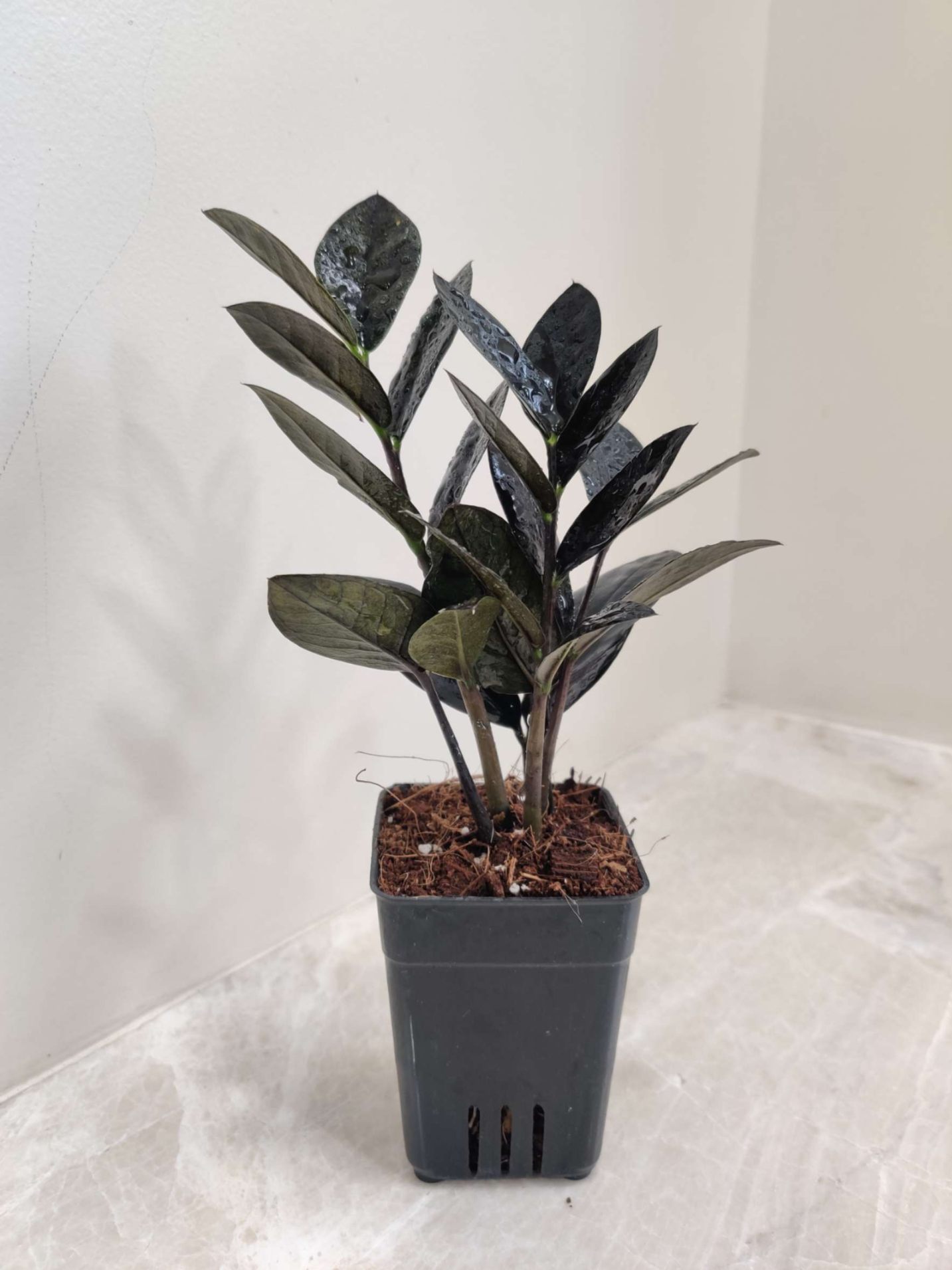 Zamioculcas Raven - Image 2