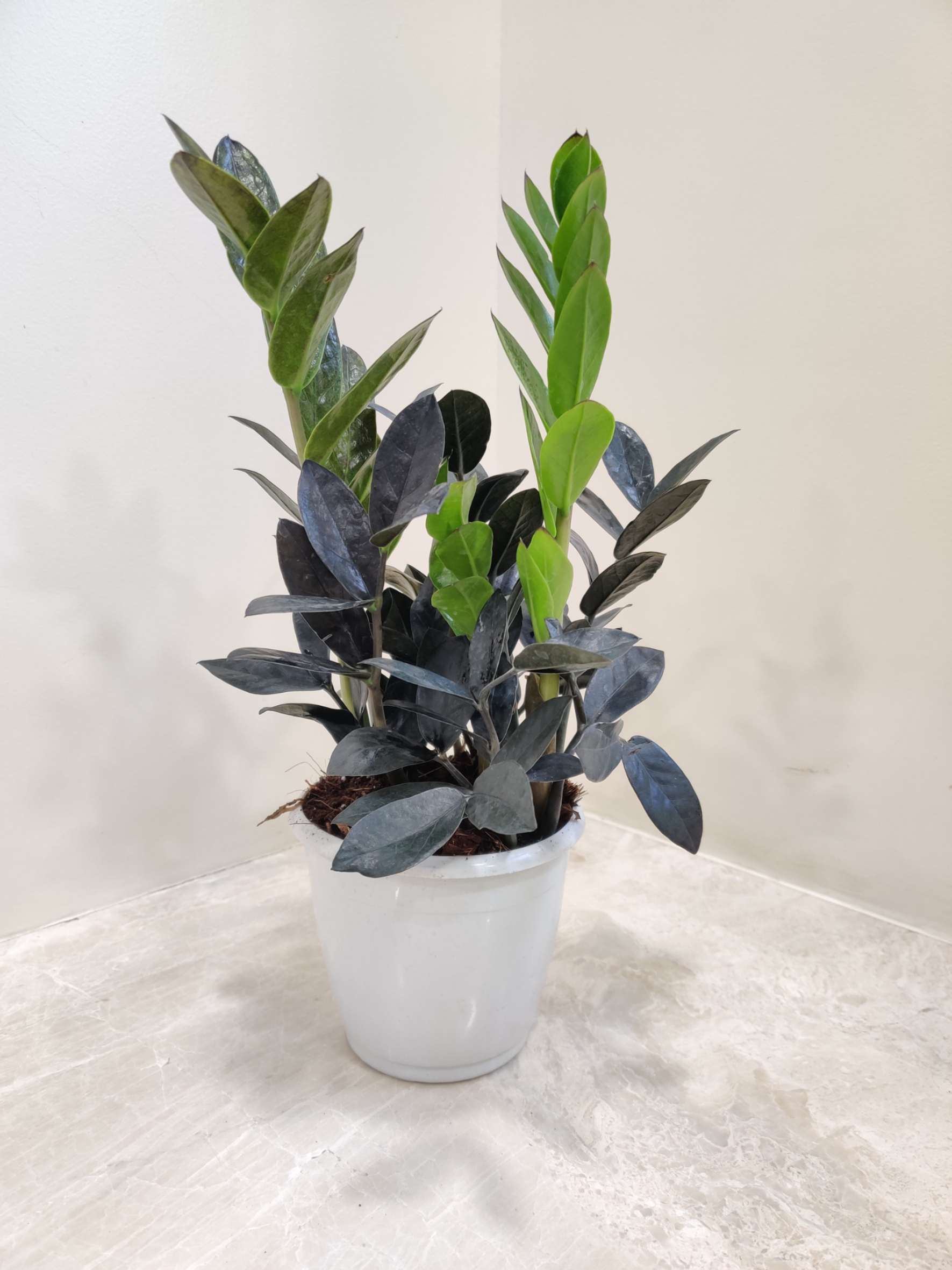 Zamioculcas Raven - Image 3