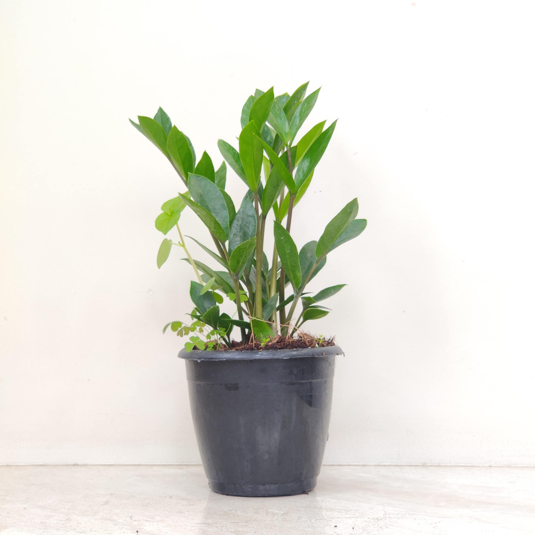 Zamioculcas Zamiifolia - Image 2