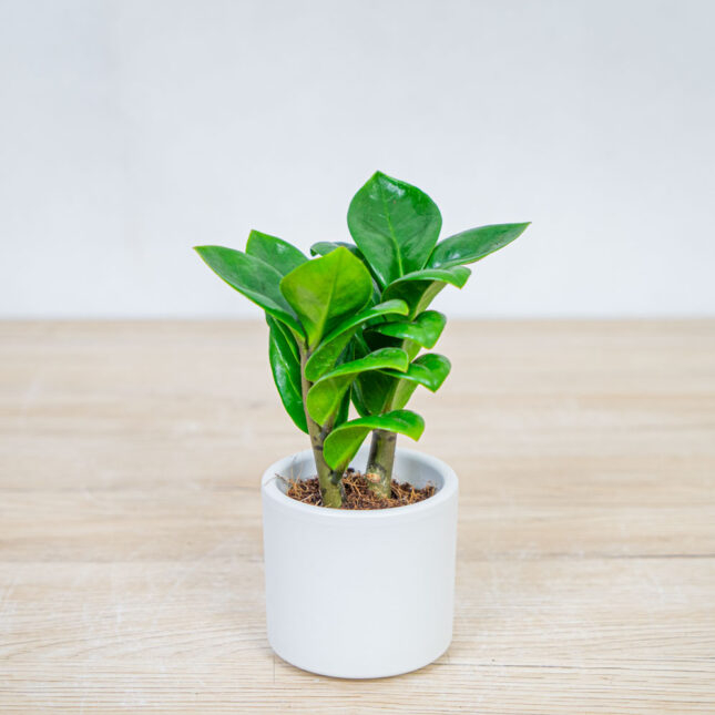 Zamioculcas Zamiifolia - Image 8