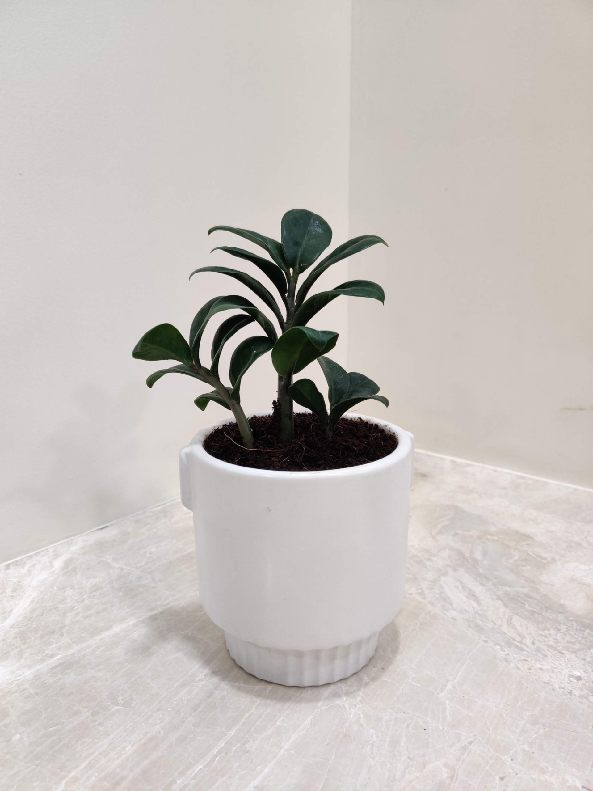 Zamioculcas Zenzi - Image 2