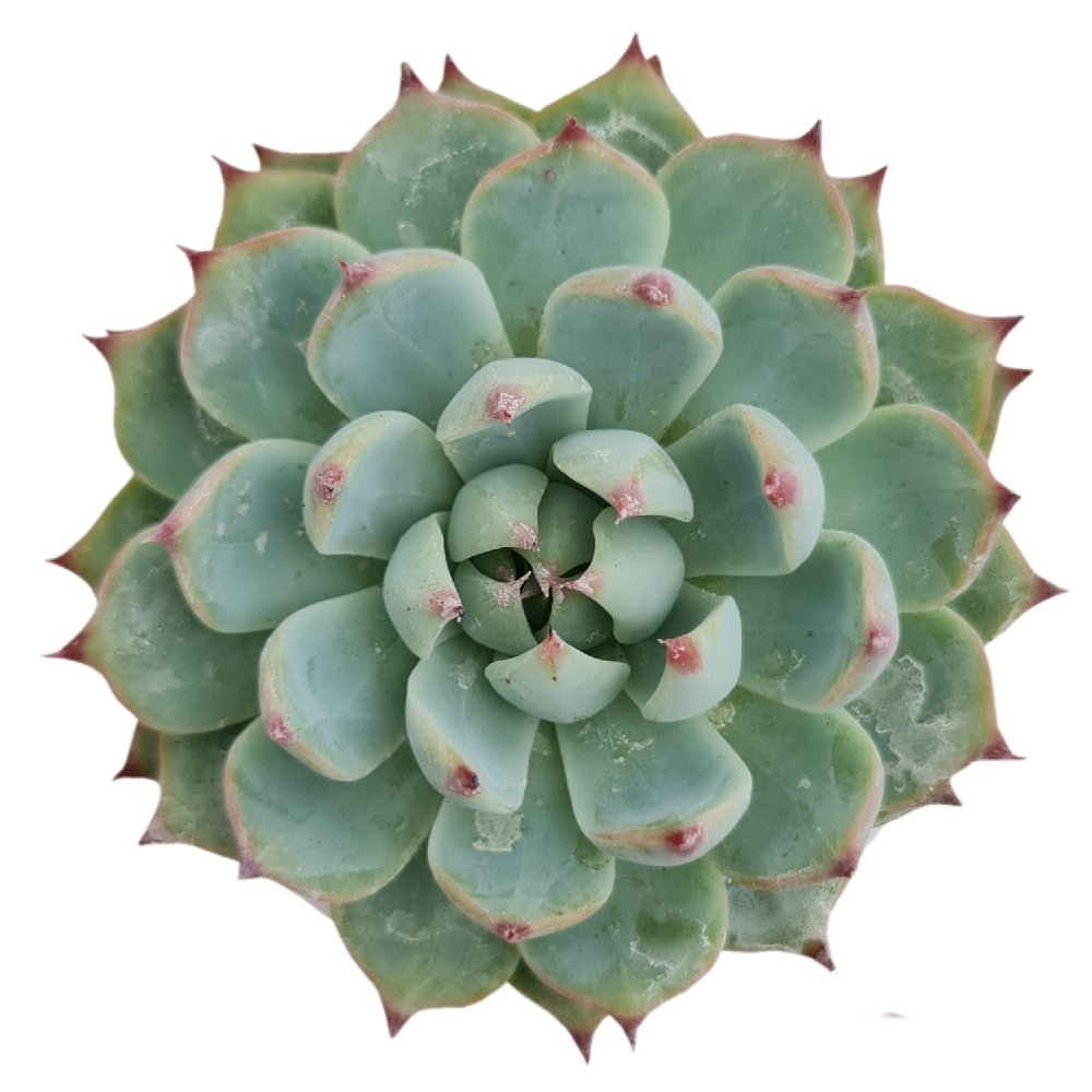 Echeveria chihuahuaensis 'Ruby Blush' (#339) – Rare Ruby-Tipped Rosette Succulent - Image 2