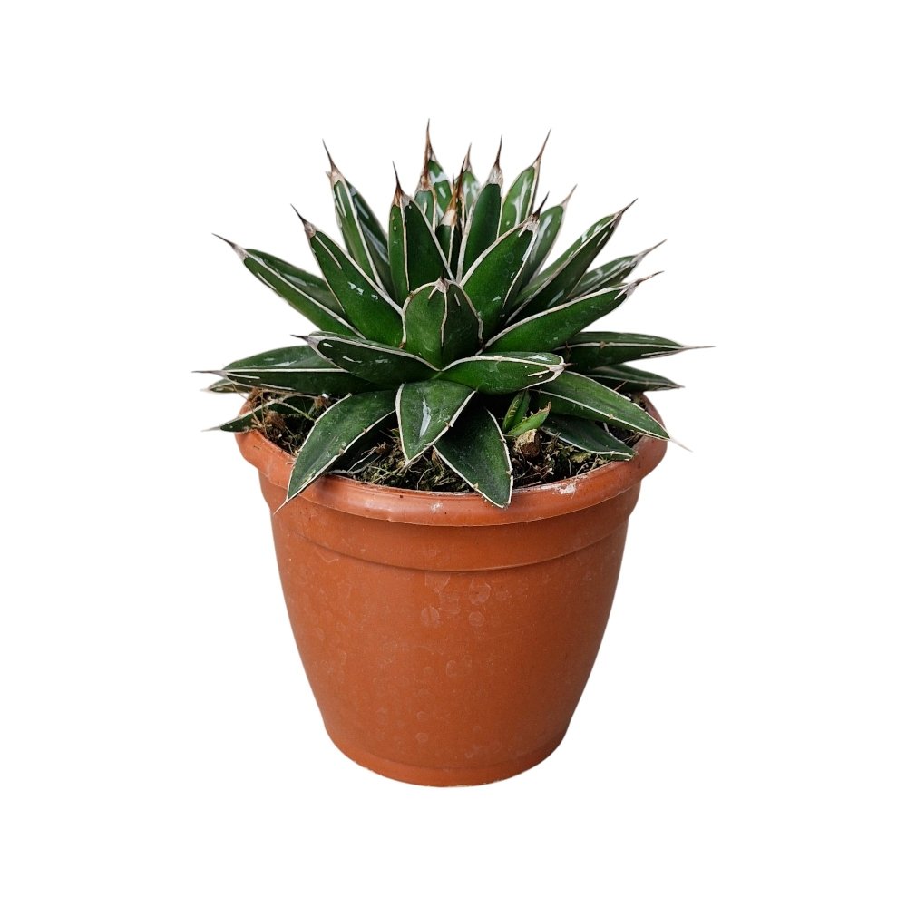 Agave Nickelsiae – Rare Compact Variegated Succulent for Home & Office Decor - Image 2