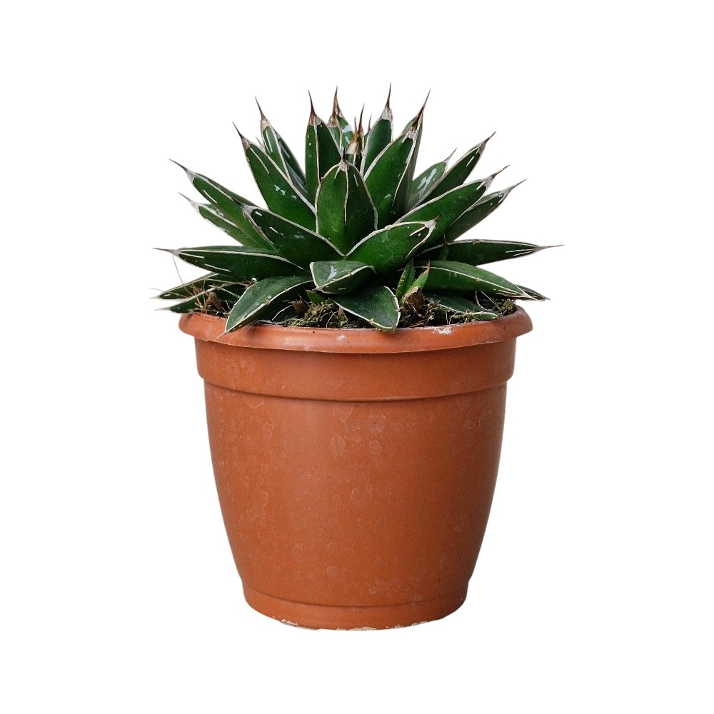 Agave Nickelsiae – Rare Compact Variegated Succulent for Home & Office Decor - Image 3