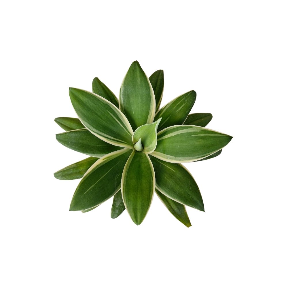 Agave Attenuata ‘Ray of Light’ – Rare Golden Variegated Succulent for Home & Garden Decor - Image 2