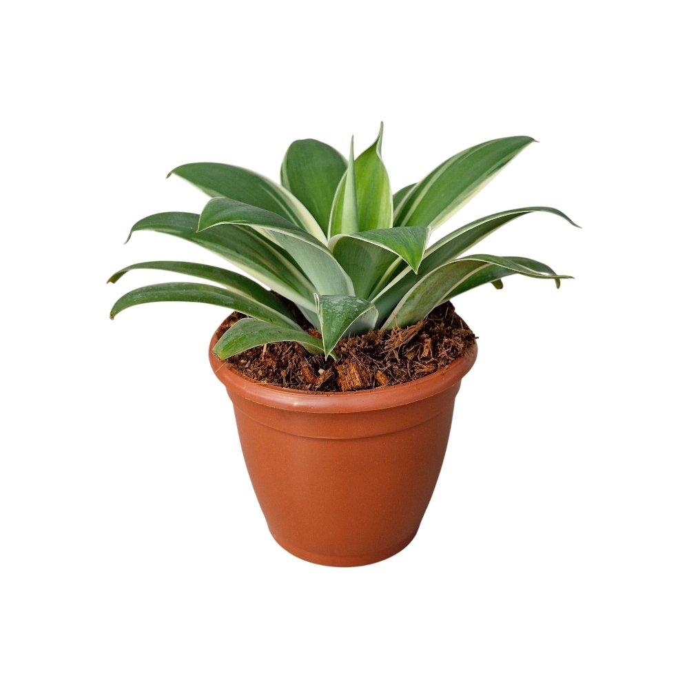 Agave Attenuata ‘Ray of Light’ – Rare Golden Variegated Succulent for Home & Garden Decor - Image 3