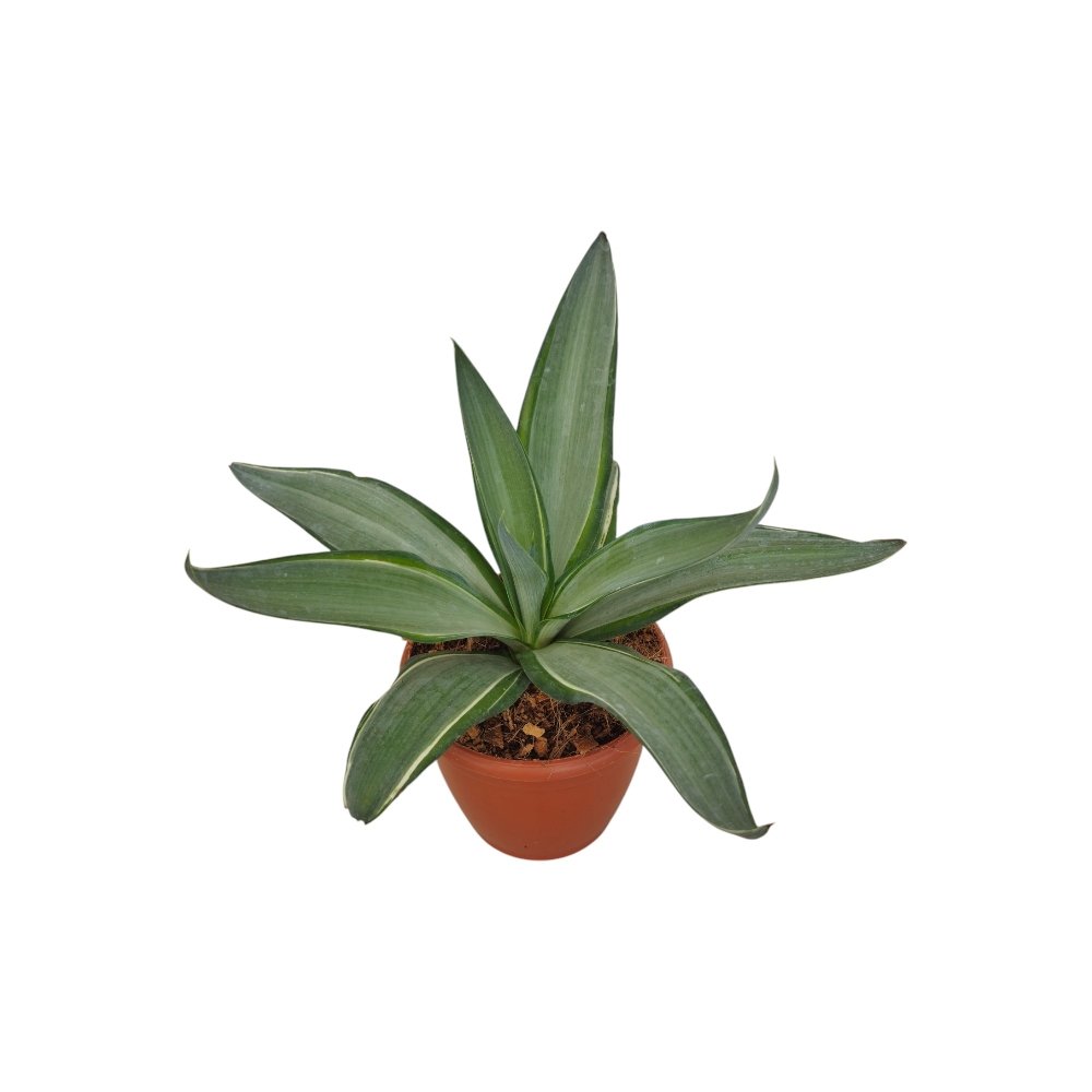 Agave Desmetiana ‘Silver Star’ – Rare Silver-Green Variegated Agave for Home & Garden Decor - Image 4