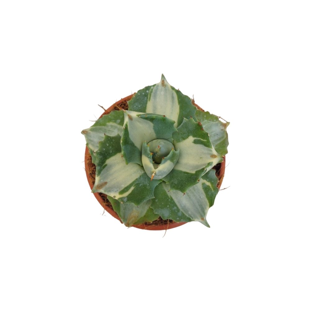 Agave Isthemensis ‘Mediopicta’ – Rare Variegated Dwarf Agave for Home & Office Decor - Image 2