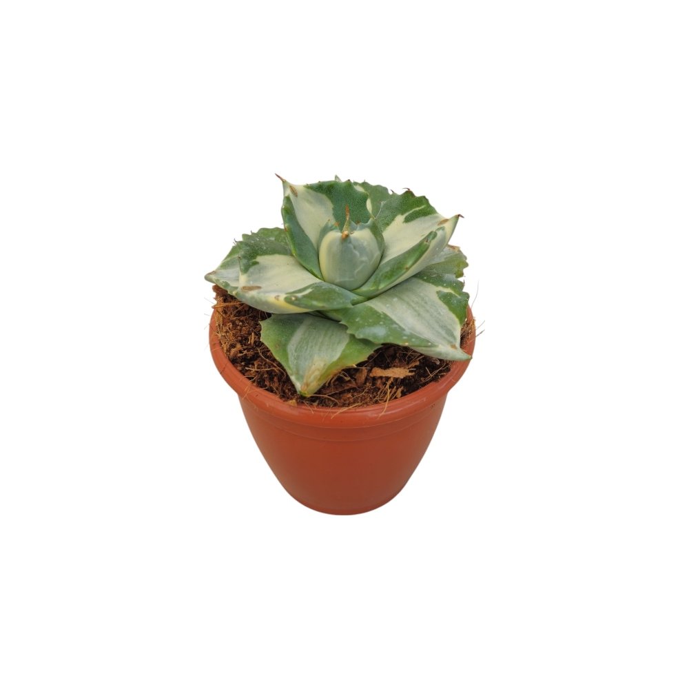 Agave Isthemensis ‘Mediopicta’ – Rare Variegated Dwarf Agave for Home & Office Decor - Image 3