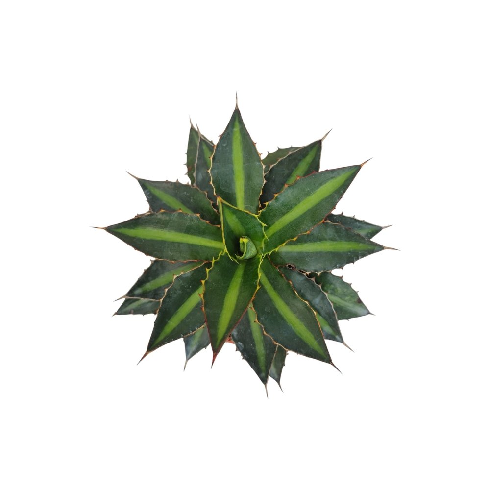 Agave Lophantha ‘Green’ – Compact Evergreen Agave for Home & Garden Decor - Image 2