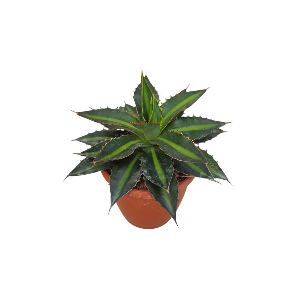 Agave Lophantha ‘Green’ – Compact Evergreen Agave for Home & Garden Decor - Image 3