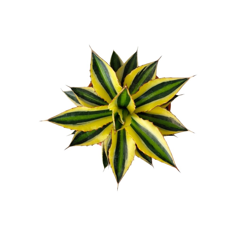 Agave Lophantha ‘Super White’ – Rare White Variegated Agave for Home & Garden Decor - Image 2