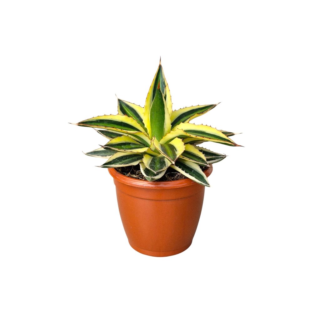 Agave Lophantha ‘Super White’ – Rare White Variegated Agave for Home & Garden Decor - Image 3