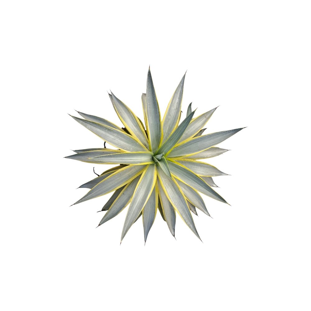 Agave Desmettiana ‘Galaxy Traveller’ – Rare Variegated Agave for Home & Garden Decor - Image 2