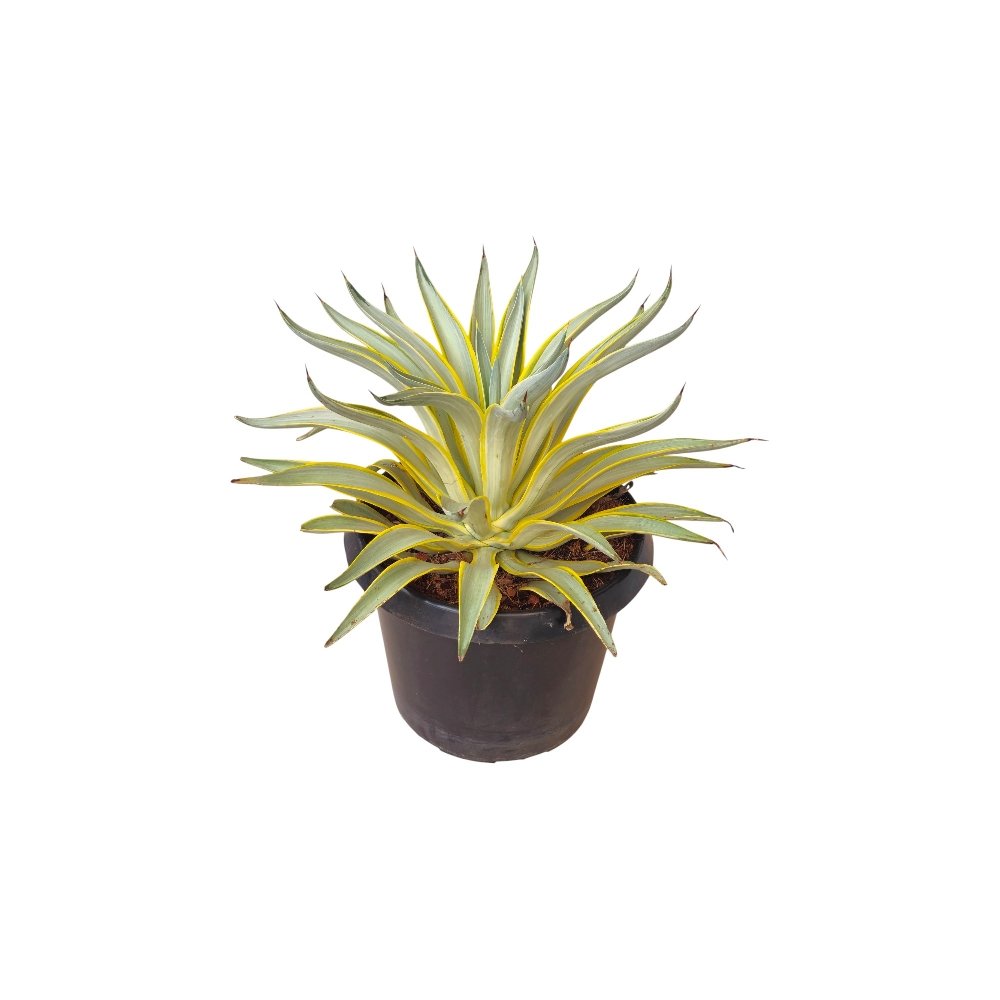 Agave Desmettiana ‘Galaxy Traveller’ – Rare Variegated Agave for Home & Garden Decor - Image 3