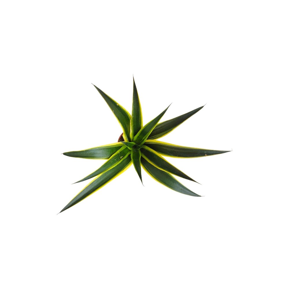 Agave Mangave ‘Kaleidoscope’ – Rare Color-Changing Hybrid Succulent for Home & Garden Decor - Image 3