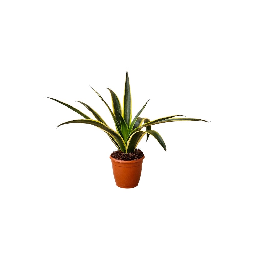 Agave Mangave ‘Kaleidoscope’ – Rare Color-Changing Hybrid Succulent for Home & Garden Decor - Image 2