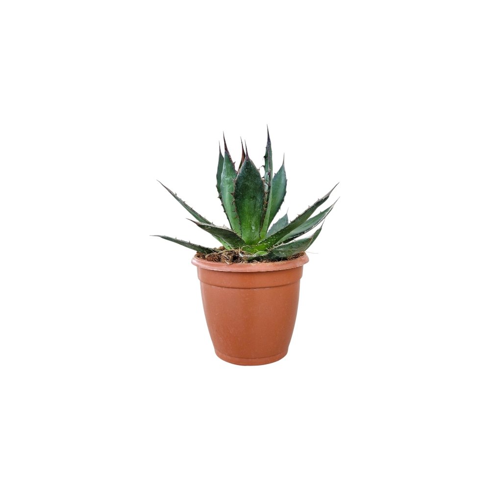 Agave Hybrida ‘Shaka Zulu’ – Rare Dark-Toned Architectural Succulent for Home & Garden Decor - Image 3