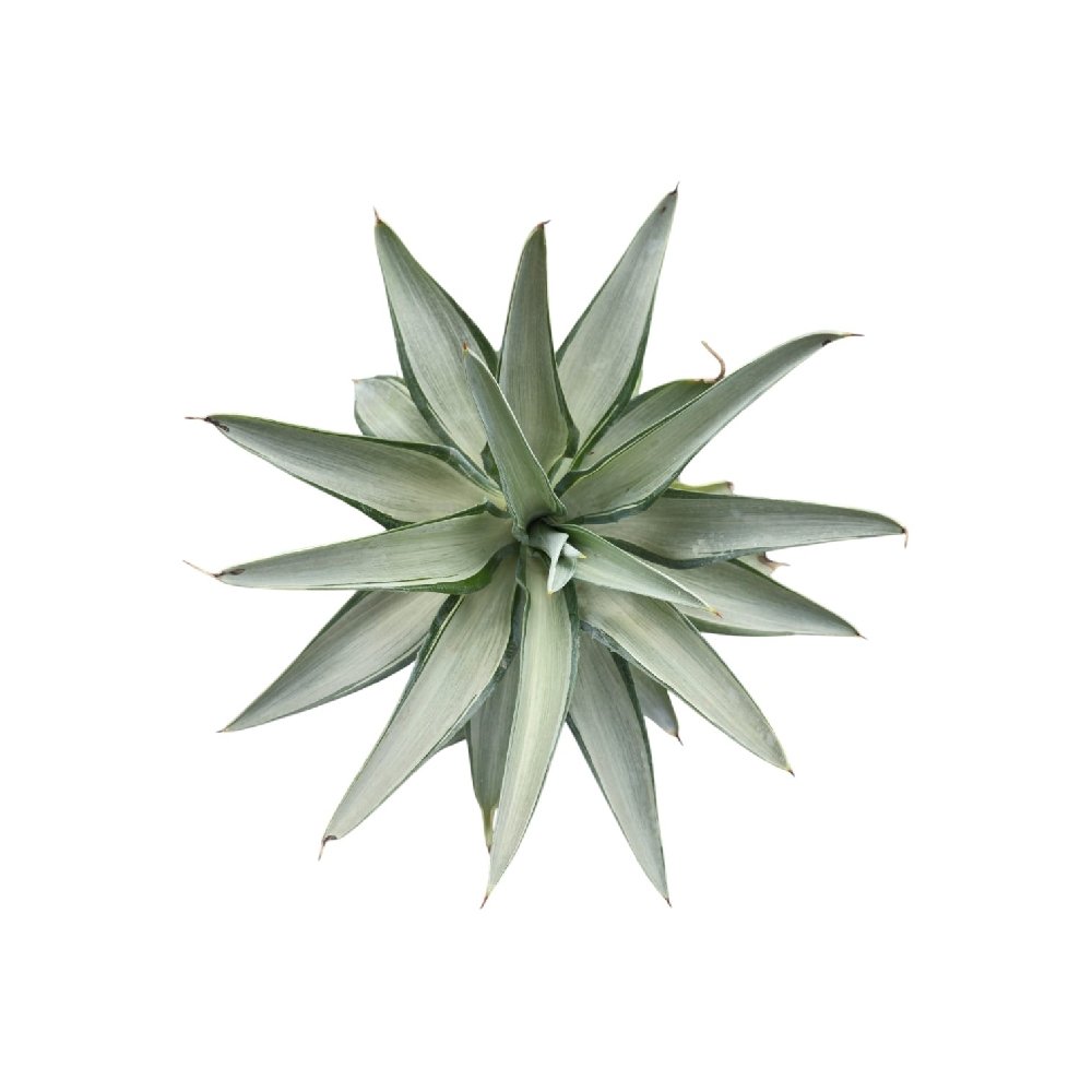 Agave Desmetiana ‘Silver Star’ – Rare Silver-Green Variegated Agave for Home & Garden Decor - Image 2