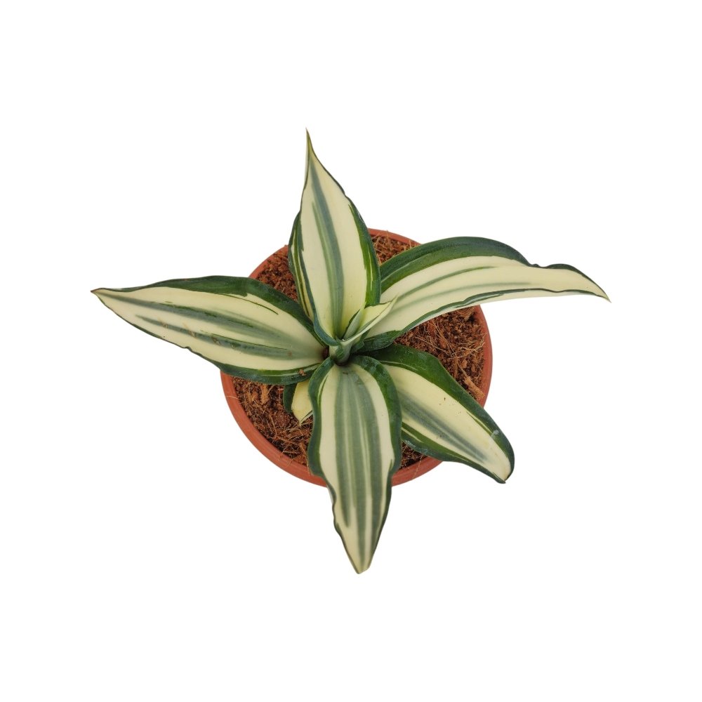 Agave Desmetiana ‘Ivory Star’ – Rare Variegated Succulent for Home & Garden Decor - Image 2