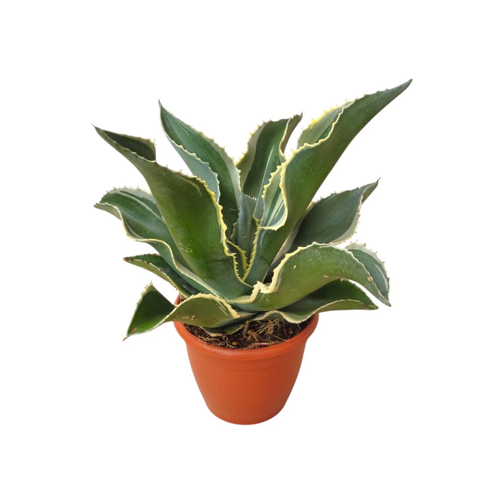 Agave Gypsophila ‘Ivory Curls’ – Rare Variegated Succulent for Home & Garden Decor - Image 3