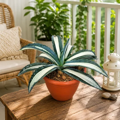 Agave Americana ‘Mediopicta Alba’ – Rare White Variegated Century Plant for Home & Garden Decor