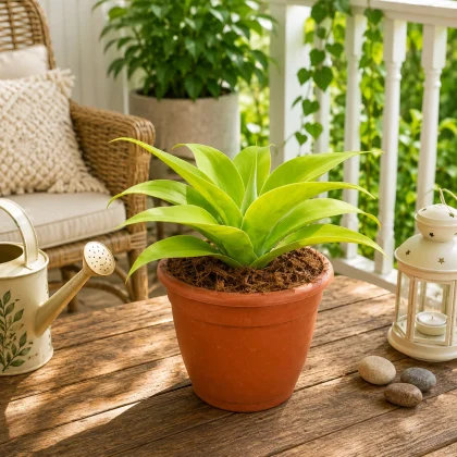 Agave Attenuata Chartreuse – Rare Lime-Green Succulent for Home & Garden Decor