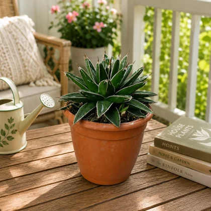 Agave Nickelsiae – Rare Compact Variegated Succulent for Home & Office Decor