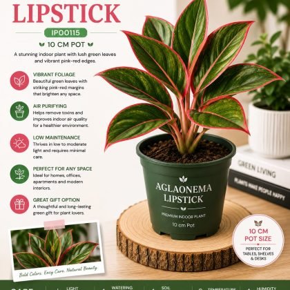 Aglaonema Lipstick – 10 cm Pot - Premium Red Aglaonema Indoor Plant