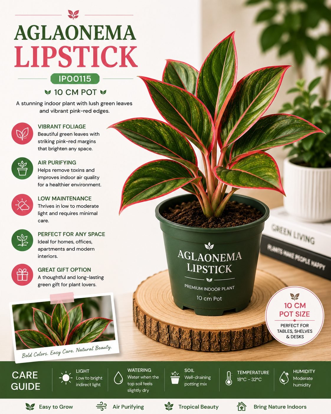 Aglaonema Lipstick – 10 cm Pot - Premium Red Aglaonema Indoor Plant