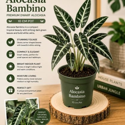 Alocasia Bambino – 10 cm Pot - Premium Dwarf Alocasia Indoor Plant