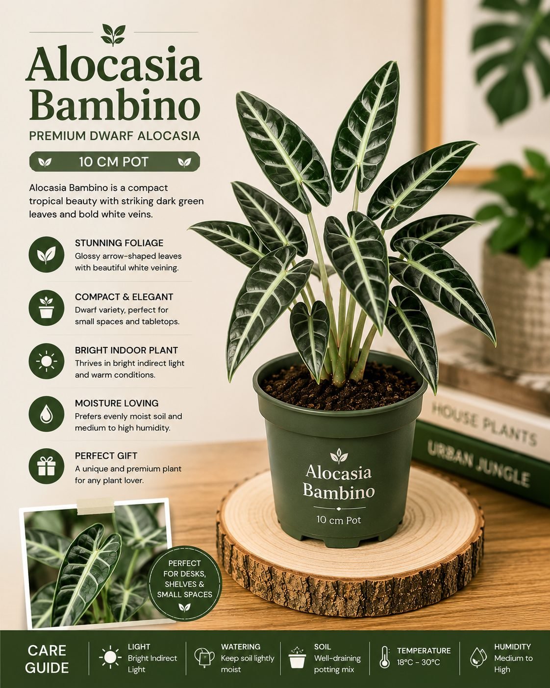 Alocasia Bambino – 10 cm Pot - Premium Dwarf Alocasia Indoor Plant