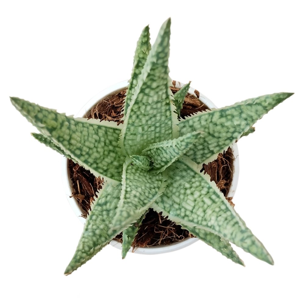 Aloe Hybrids 'Blizzard' - Image 2
