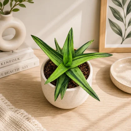 Aloe Haworthioides 'Black Gem Variegated' – Rare Variegated Collector's Succulent