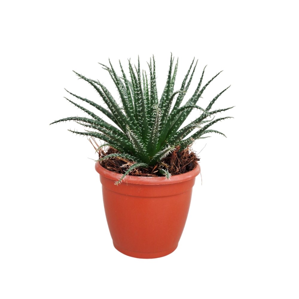 Aloe haworthioides – Rare Spiky Collector's Succulent - Image 2