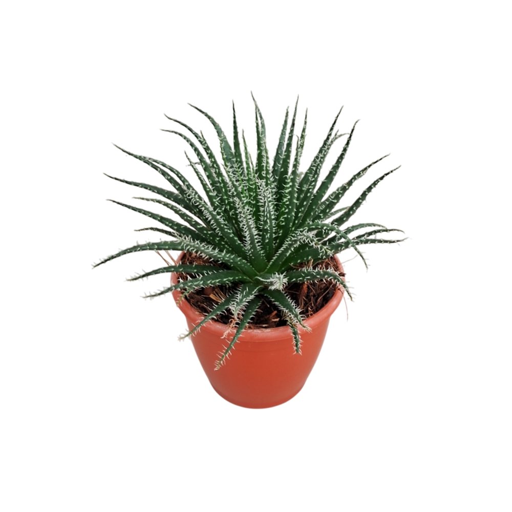 Aloe haworthioides – Rare Spiky Collector's Succulent - Image 3