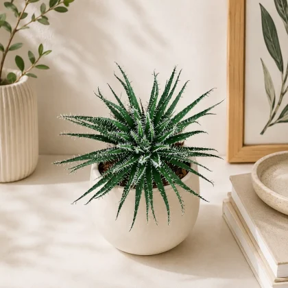 Aloe haworthioides – Rare Spiky Collector's Succulent