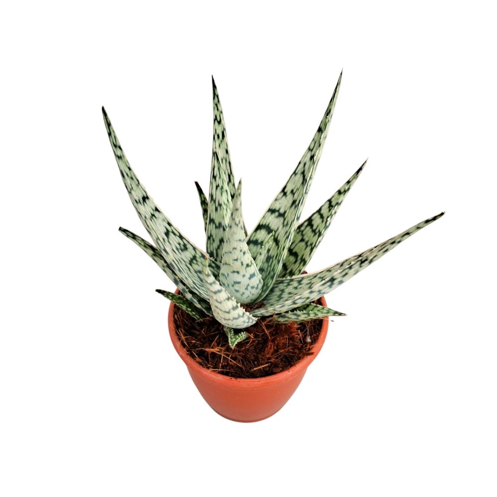 Aloe hybrida 'Doran Black' – Rare Dark Foliage Hybrid Succulent - Image 2